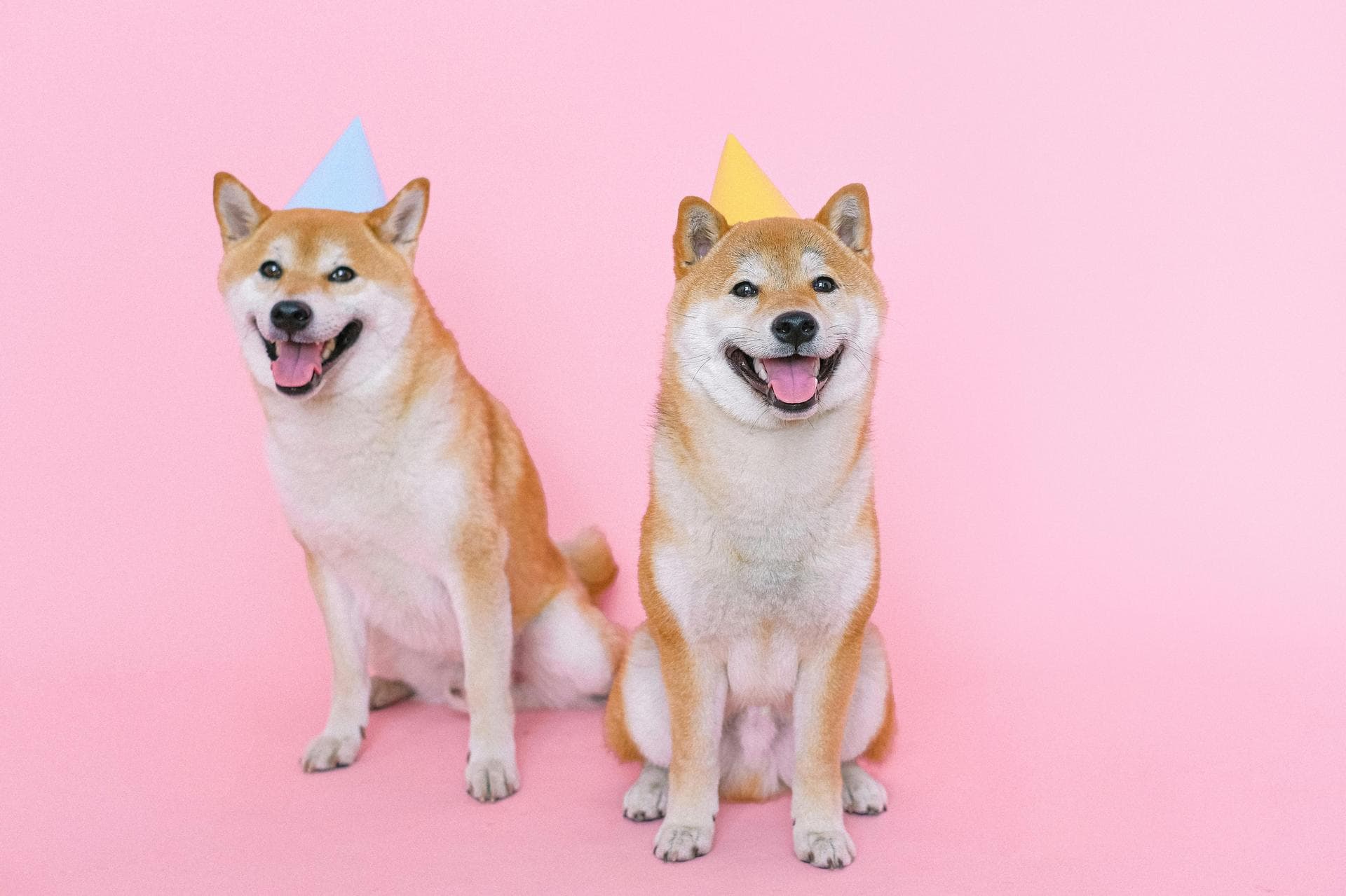 Dog & Cat Vets in Winchester